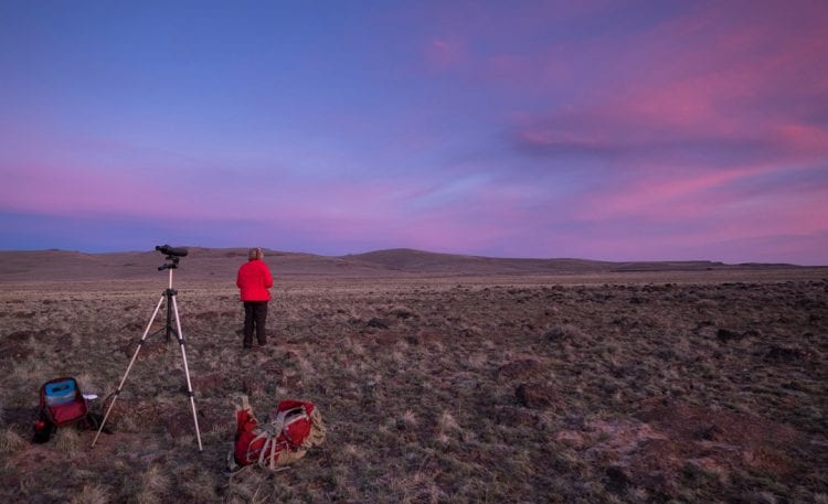 Studying the sage grouse at sunrise in Oregon