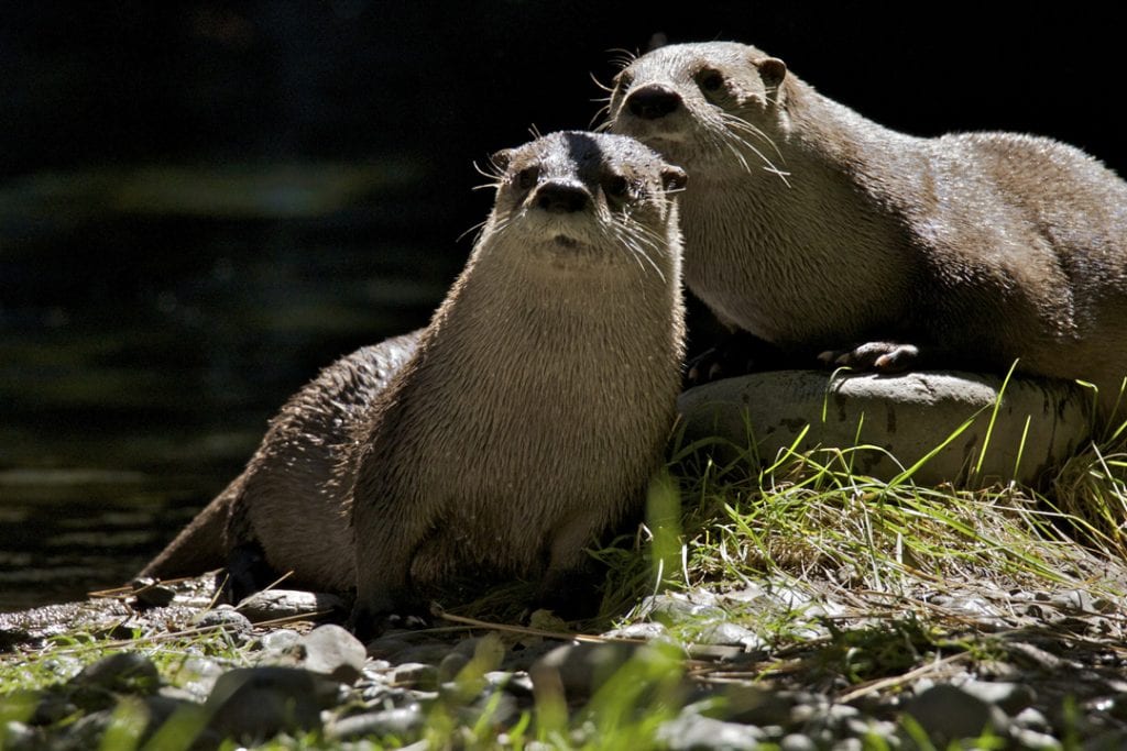 Otters at the High Desert Museum in Bend, Oregon