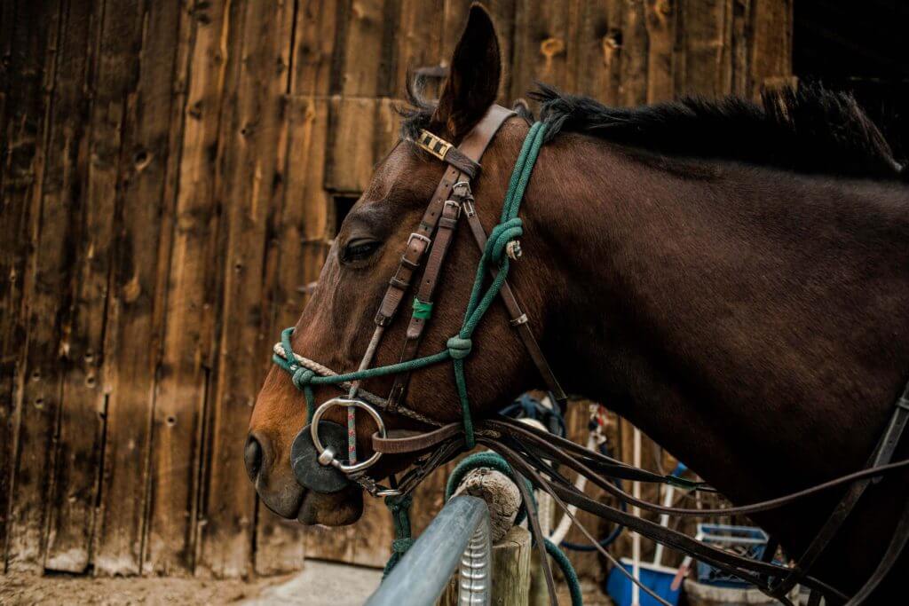 Sisters Cascade Polo Club, photo by Talia Galvin