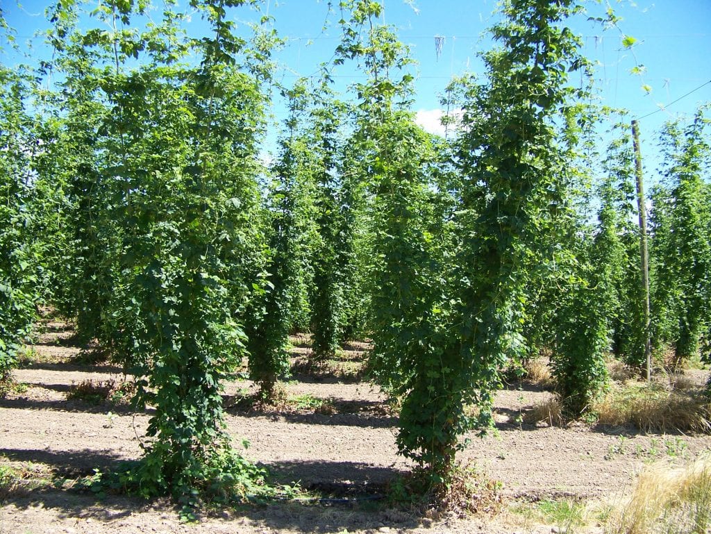 Hop bines at Tumalo Hops in Central Oregon.