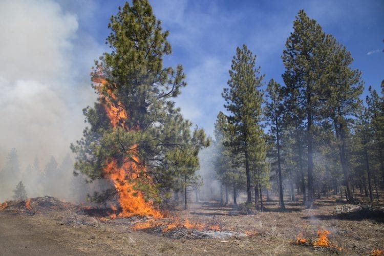 A prescribed burn, part of the Deschutes Collaborative Forest Project initiative.