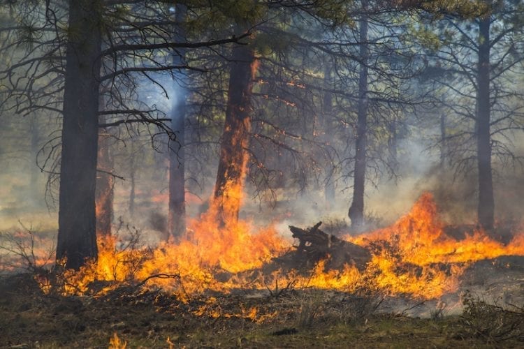 A prescribed burn in Central Oregon from the Deschutes Collaborative Forest Project.