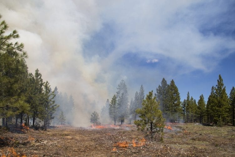 A prescribed burn in Central Oregon, part of the Deschutes Collaborative Forest Project.