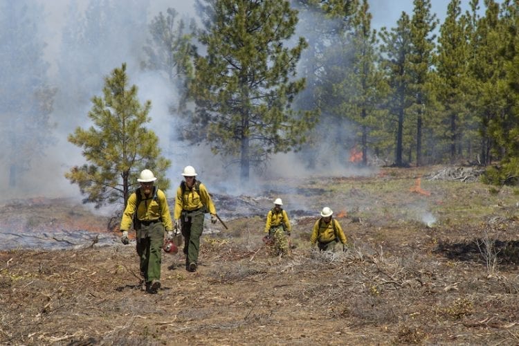 Firefighters work on a prescribed burn in Central Oregon.