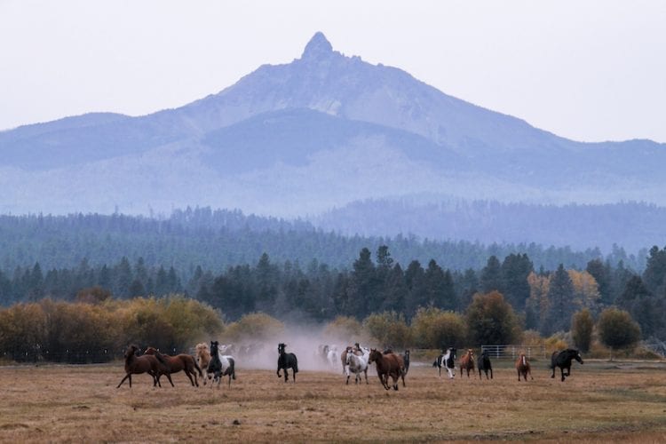 Horses at Black Butte Ranch in Sisters, Oregon.
