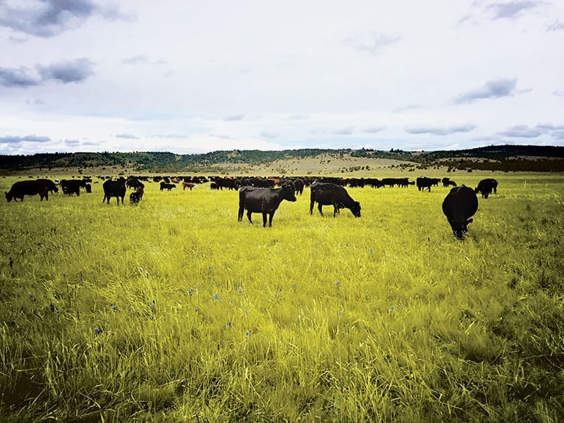Blue Mountain Ranch Cattle in Paulina, Oregon