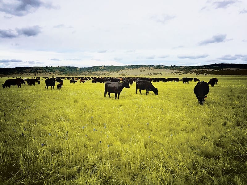 Blue Mountain Ranch cattle in Paulina, Oregon