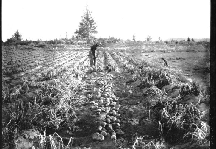Man with a dog digging in a Central Oregon potato field.