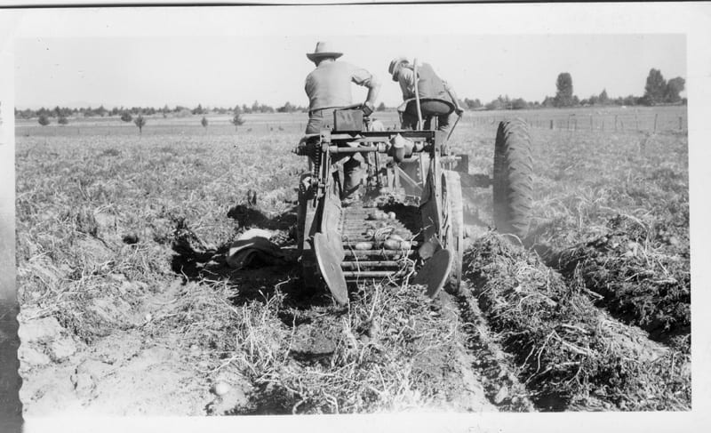 Two men on a tractor digging potatoes in Central Oregon.