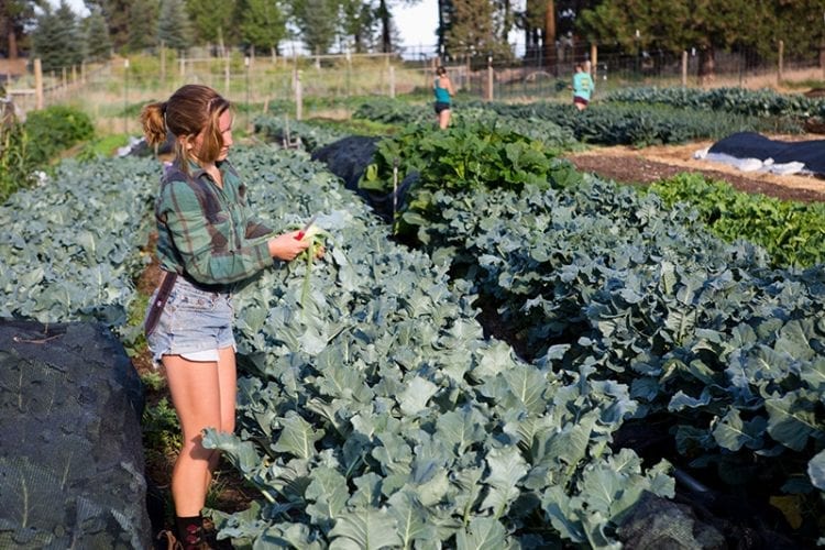 Seed to Table farm in Sisters, Oregon