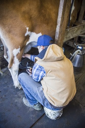 Milking a cow at Hope Springs Dairy in Tumalo, Oregon