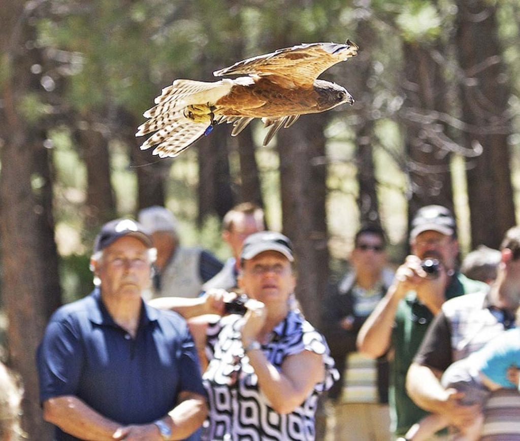 Birds of prey at the high desert museum for spring break cheat sheet in Bend, Oregon