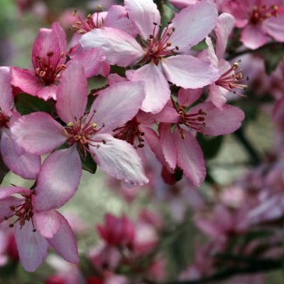 5 Drought-Resistant Plants for High Desert Landscaping