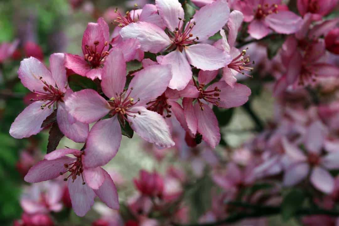 drought tolerant plant for central Oregon crabapple