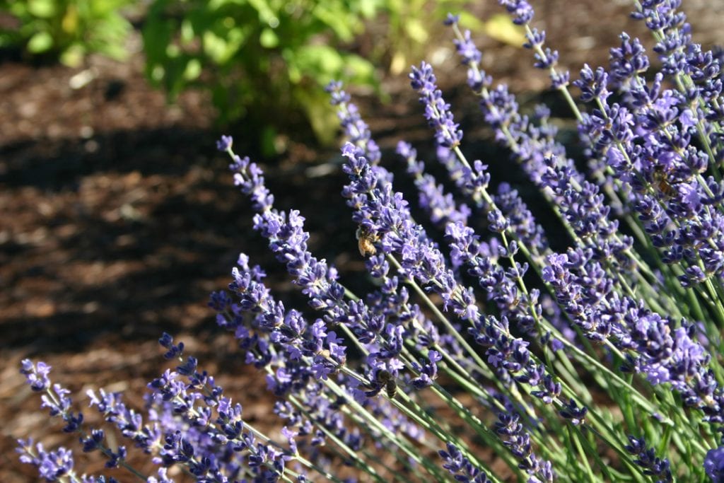 drought tolerant plant in central Oregon English lavender