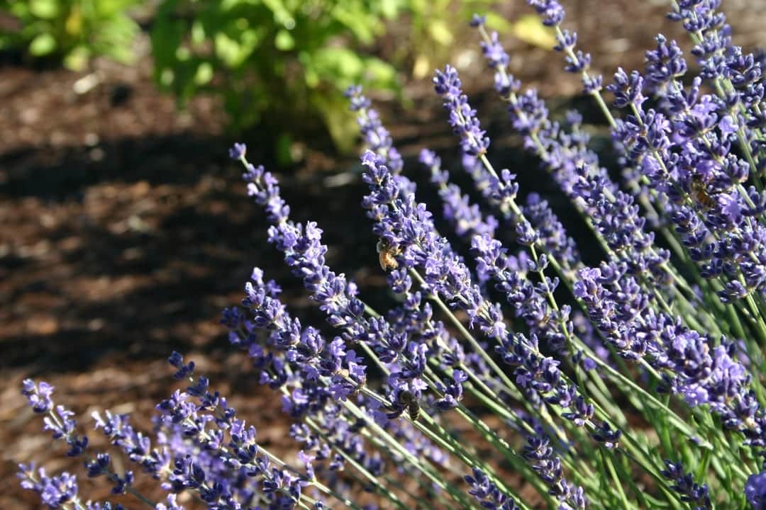 drought tolerant plant in central Oregon English lavender