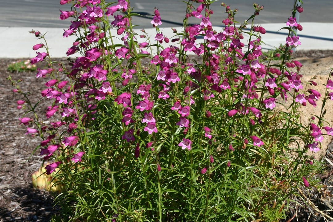 drought tolerant plant in central Oregon penstemon