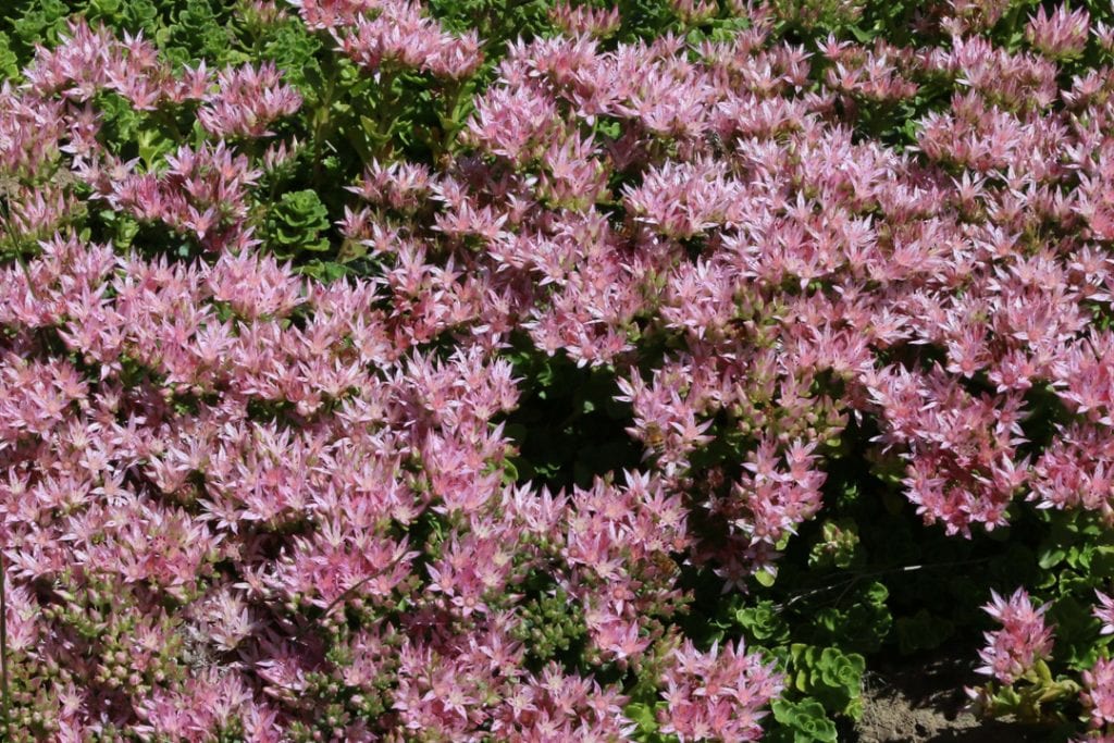 drought tolerant plant in central oregon sedum