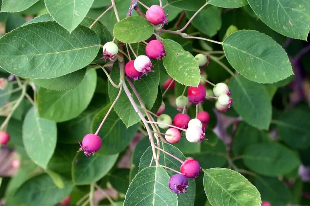 drought tolerant plant for central Oregon serviceberry