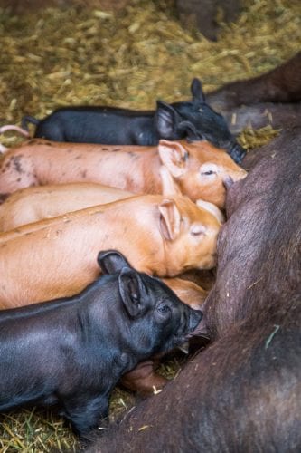 Bluestone Natural Farm pigs