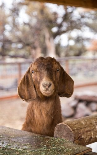 Bluestone Natural Farms Goat