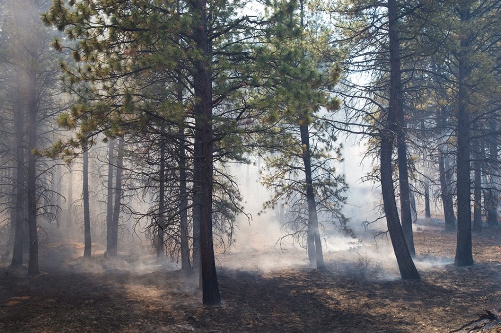 Prescribed Burning