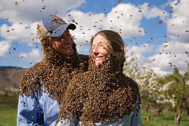 Beeswax Block – Apricot Apiaries