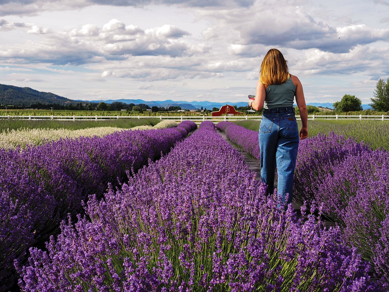 Lavender Field at Dos Mariposas Travel Medford