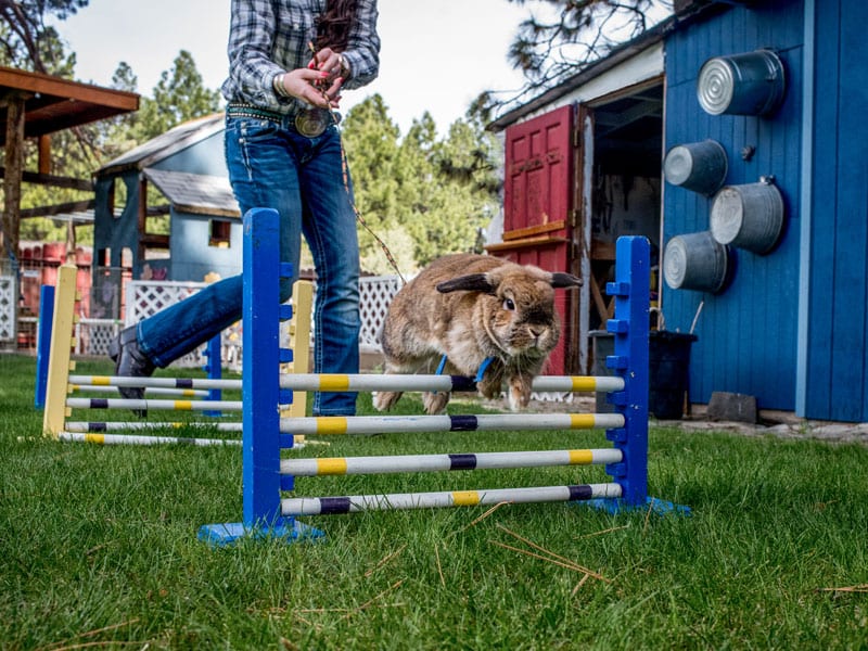 Raising rabbits for 4-h competition keeps these teens hopping all year —  Bend Magazine