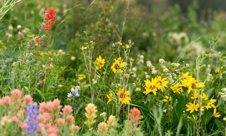 3 Spring Wildflower Hikes in Central Oregon