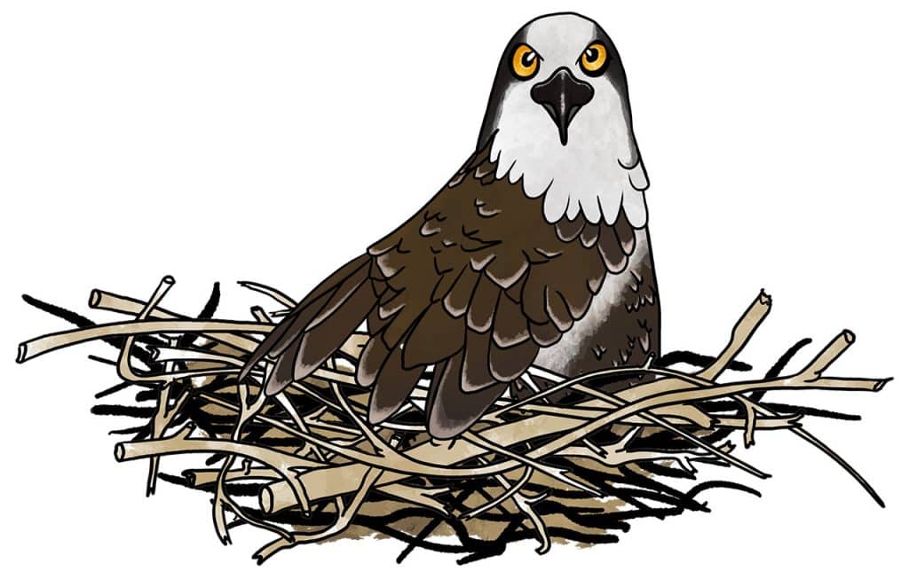 Central Oregon Fauna