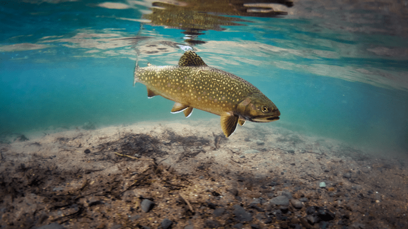 Central Oregon's Allure for Fly-fishing — Bend Magazine