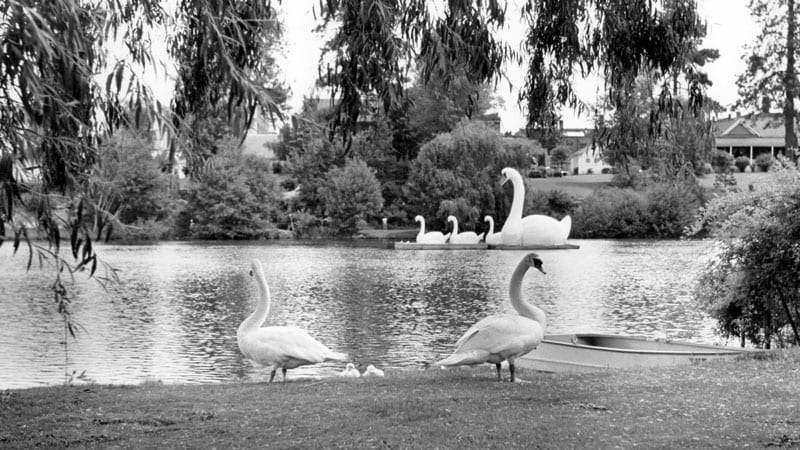 Real swans at the Bend Water Pageant, 1954
