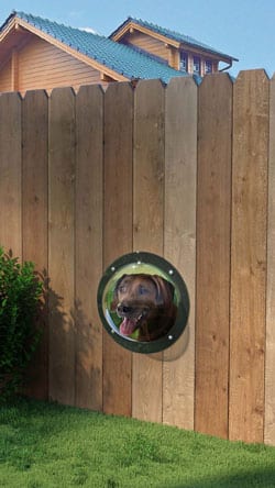 A dog looking out a viewing window in the fence