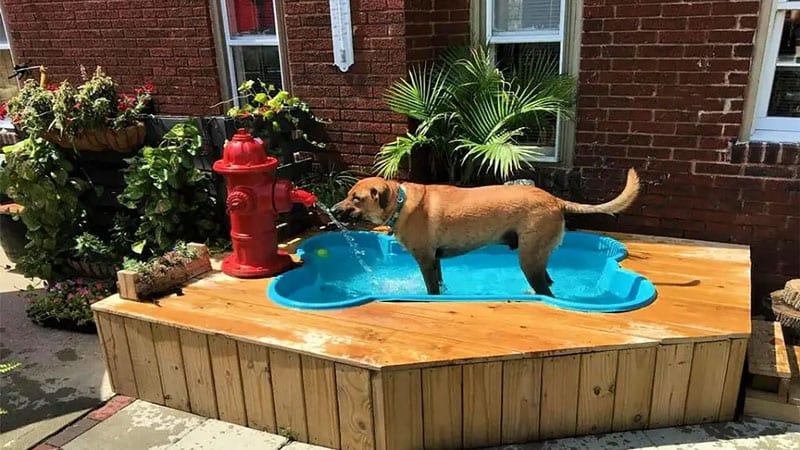 A dog standing a bone-shaped pool