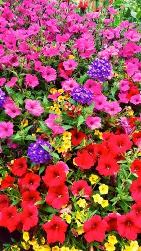 An array of colorful flowers