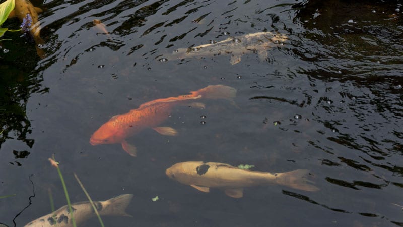 Koi fish in a pond