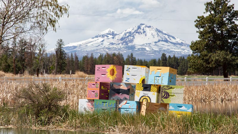 Lazy Z Ranch bee boxes