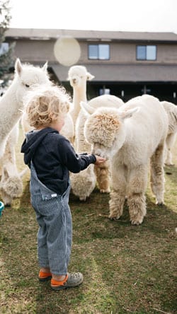 Dave Naftalin's child feeding an alpaca