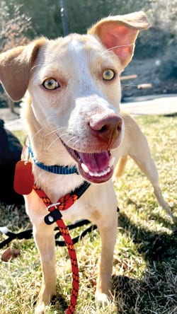 Canelo, a tan rescue pup