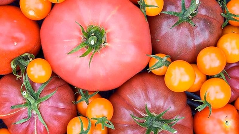 Tomatoes of all sizes