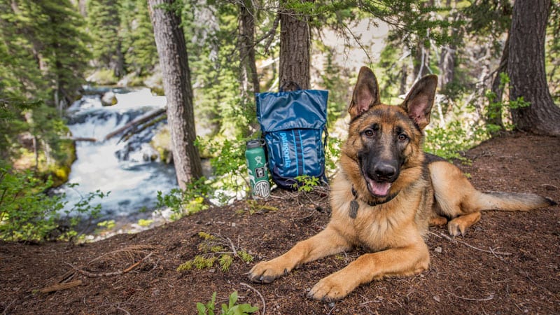 Dog and Patagonia backpack in Bend
