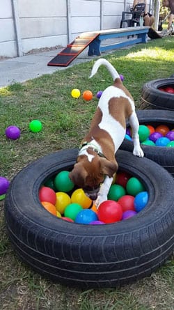A dog playing with agility equipment