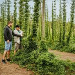Everything to Know About Central Oregon’s Fresh-Hop Beer Season