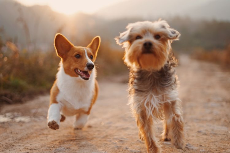 Two dogs running in the sun