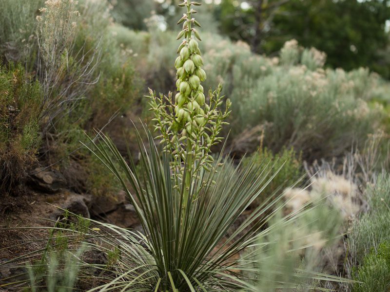 Soapweed yucca plant