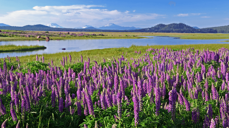 East Davis Lake Campground