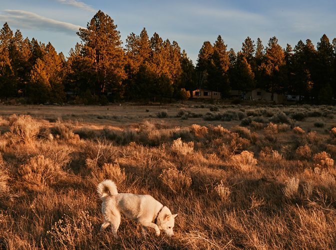 Dog taking a walk in a field