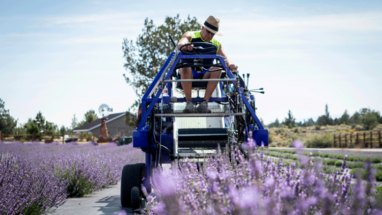 Marvin on tractor harvesting lavender