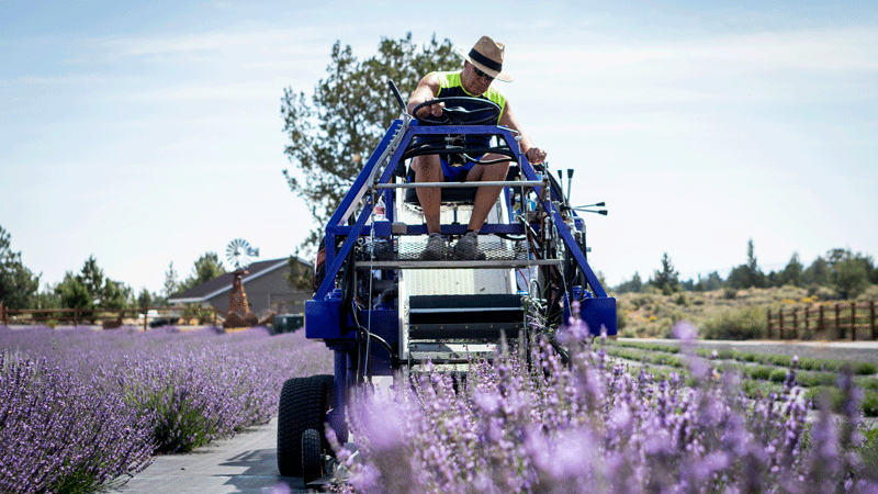 Harvesting lavender